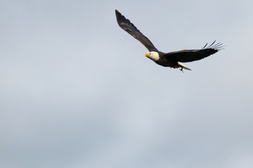 bald eagle fly's with fish in open sky
