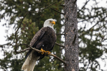 Bald Eagle perched in pine tree