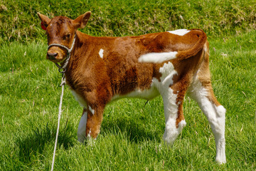 Young cow tied in the field.