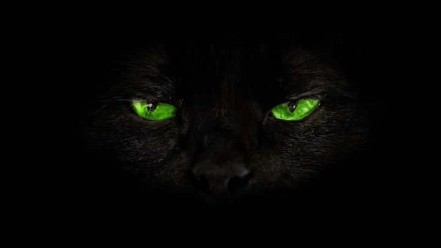 close up of black cat with green eyes on black background. Horror atmospheres and halloween concept. Look panther and witch eyes. Bad luck and superstition concept. Loop cinemagraph background