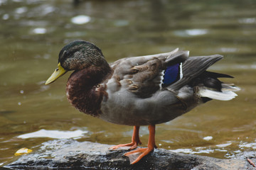 duck in the water