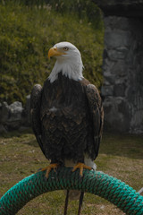 Mean looking eagle.