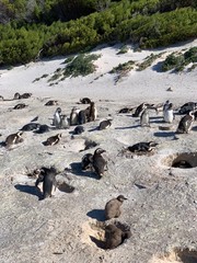 Obraz premium Penguins 