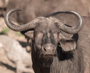 A single cape buffalo looks at the photographer in Botswana