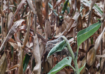 Past their prime and unpicked corn sits on corn stalks waiting on the crows