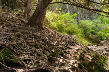 Close up view of roots trees on the ground in La Cumbrecita, Córdoba, Argentina
