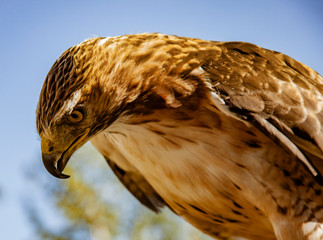 Red Tailed Hawk Staring at the Kroschel Films Wildlife Center, in Skagway, Alaska