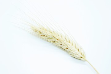 Rye spike located on a white background