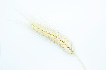 Rye spike located on a white background
