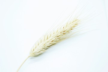 Rye spike located on a white background