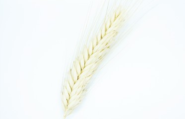 Rye spike located on a white background