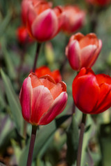Fototapeta premium Red tulips in a field