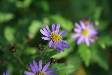 Fototapeta premium 紺菊の花