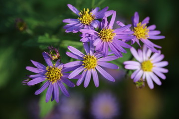 紺菊の花