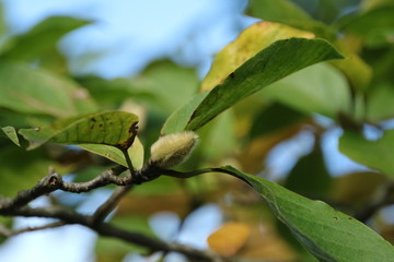 こぶしのつぼみ