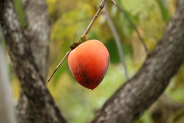 柿の実