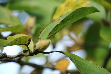 こぶしのつぼみ