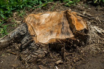 Felled tree
