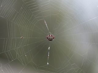 Gasteracantha cancriformis in the garden
