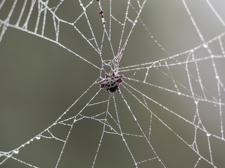 Gasteracantha cancriformis in the garden
