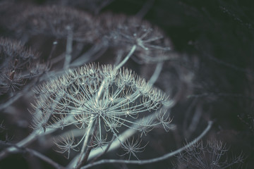 Plants Pattern; Natural Background; vintage style