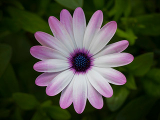 Obraz premium Dimorphoteca ecklonis in the garden