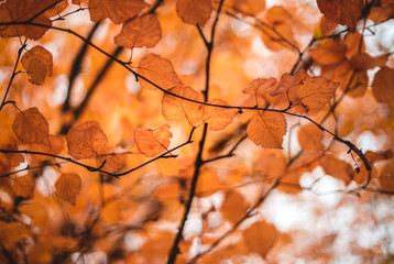 Autumn background with orange bright colorful leaves. Closeup image of red and orange leaves. Autumn landscape.