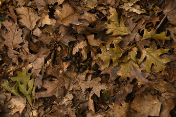 Deer Droppings in Leaves