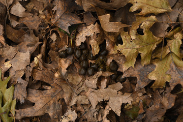 Deer Droppings in Leaves