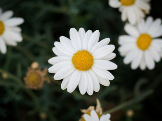 White Bellis perennis in the garden © Jose Guillermo H.