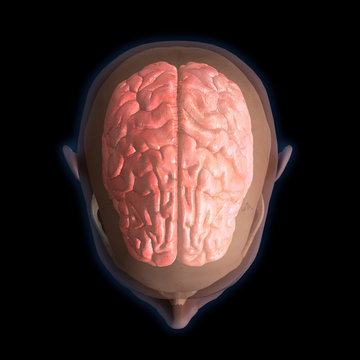 Top View of Human Head and Brain on Black