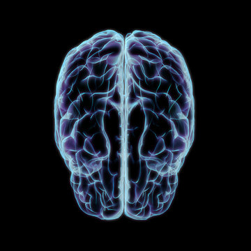 Human Cerebrum Xray Style Top View