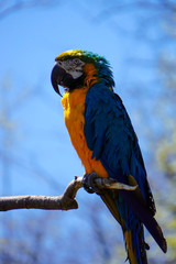 colorful macaw parrot