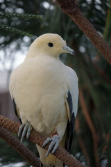 White pigeon on branch
