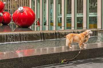 New York, NY, USA - December, 25th, 2018 - Beautiful Golden Retriever dog walking around Sixth Avenue near the huge red Christmas decoration balls.