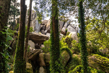 tree in forest stone
