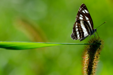 Neptis philyra on a foxtail