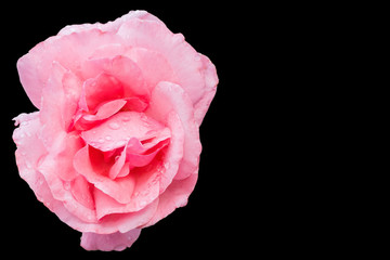 Pink rose on black background