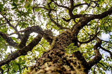 tree trunk with branches