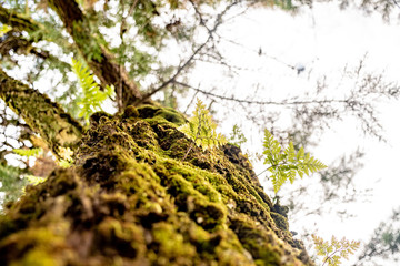 moss on tree