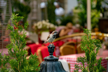 bird in restaurant