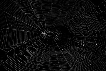 Real spider web isolated on black