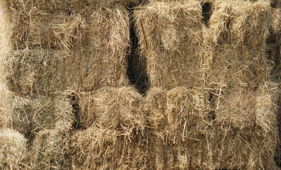close up on stacking dry hay in the farm barn