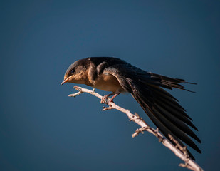 Barn Swallow about to take off
