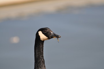 Canadian Geese