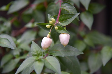 Hanging Basket Pastel Pink Fuchsia