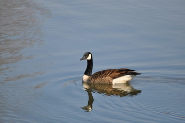 Canadian Geese