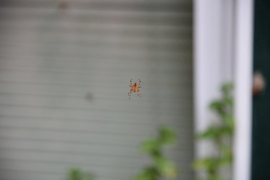 Arachnid