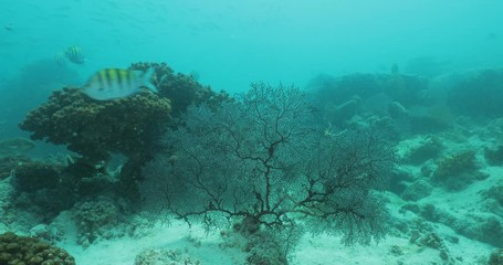 Coral reef scenics from the sea of cortez, Mexico.