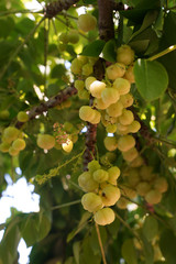 star gooseberry (Scientific name: Phyllanthus acidus) when pale green When turning to yellow or fawn There are both sour and sweet varieties.